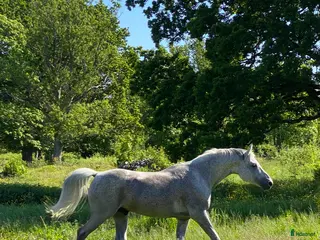 foderhäst Arabhingst utlånas i Åseda - Annons 5