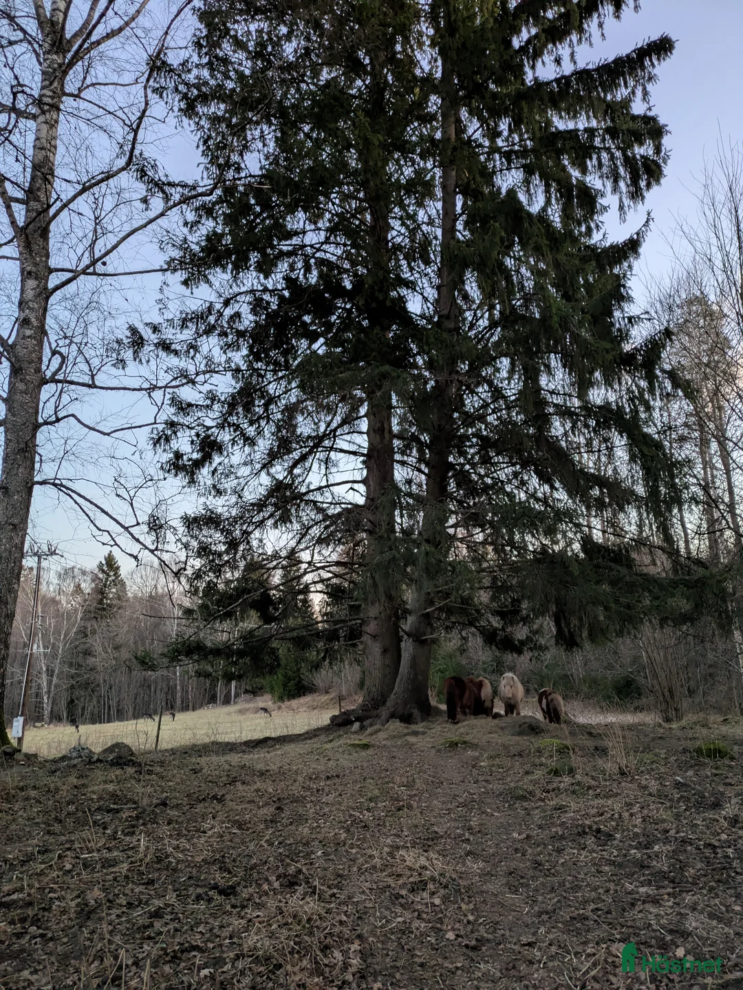 Allround hästar sökes: Ungponny för inkörning att köpa - Annons 7