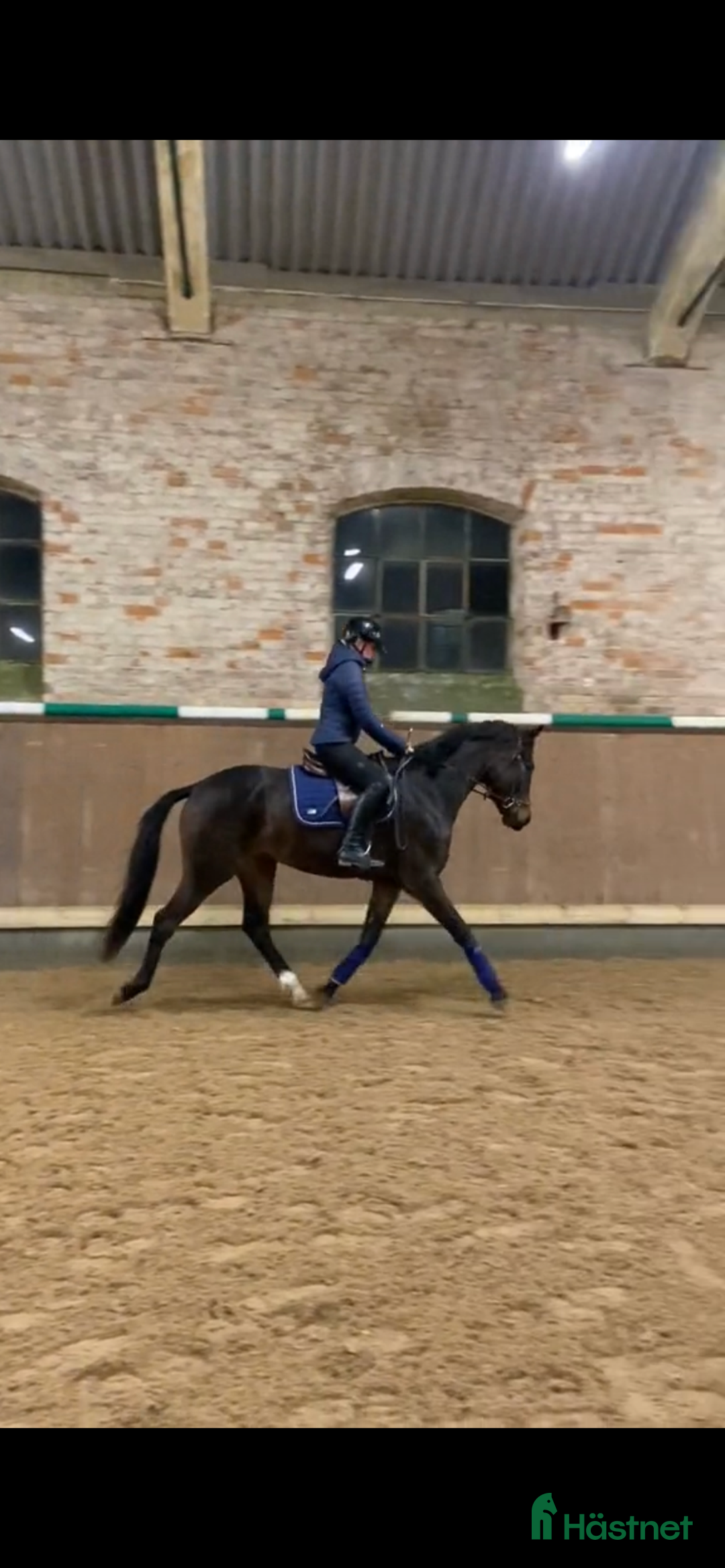 Dressyr hästar till salu: Trevlig sporthäst för framtiden!⭐️ i Flyinge - Annons 3