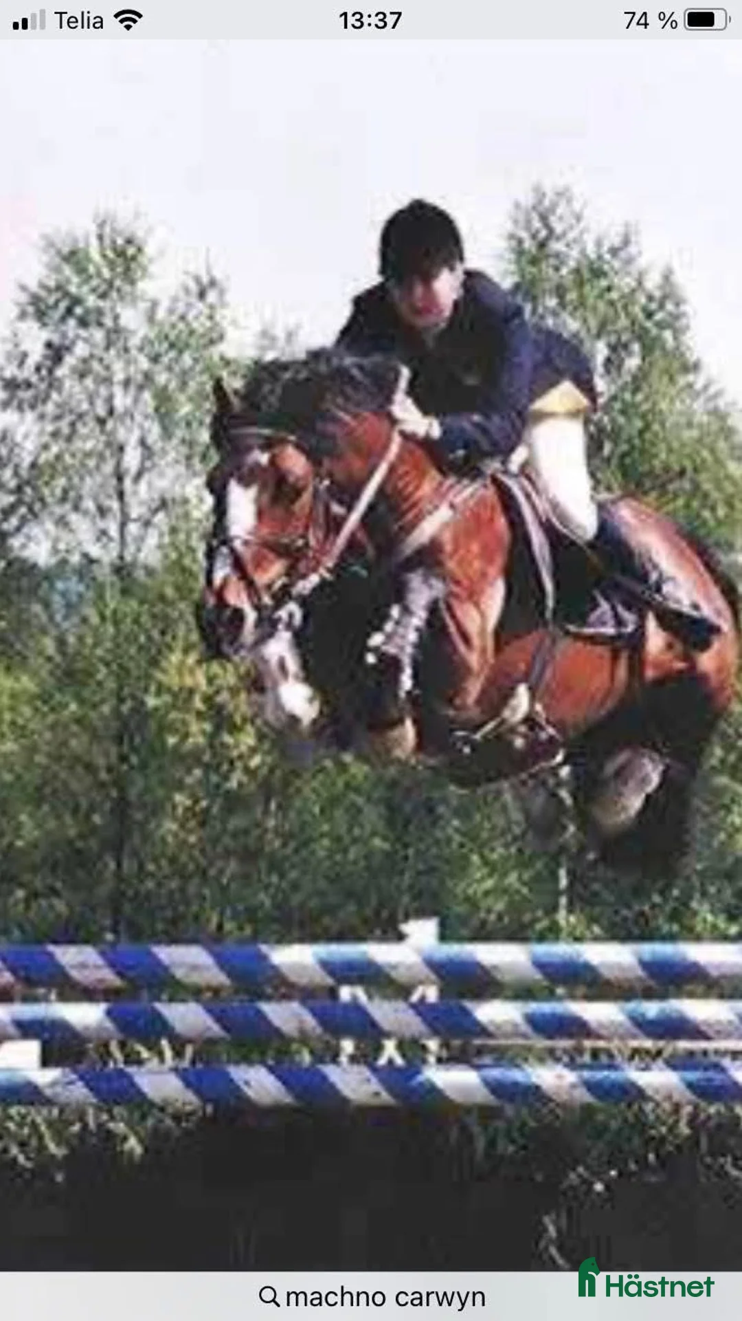 Allround hästar till salu: Kolla film! Hingstämne? - Annons 5