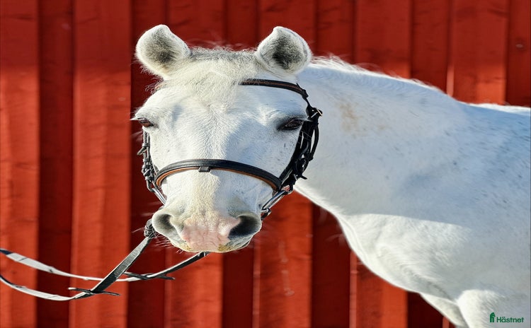  hästar i Frösön - Annons 10