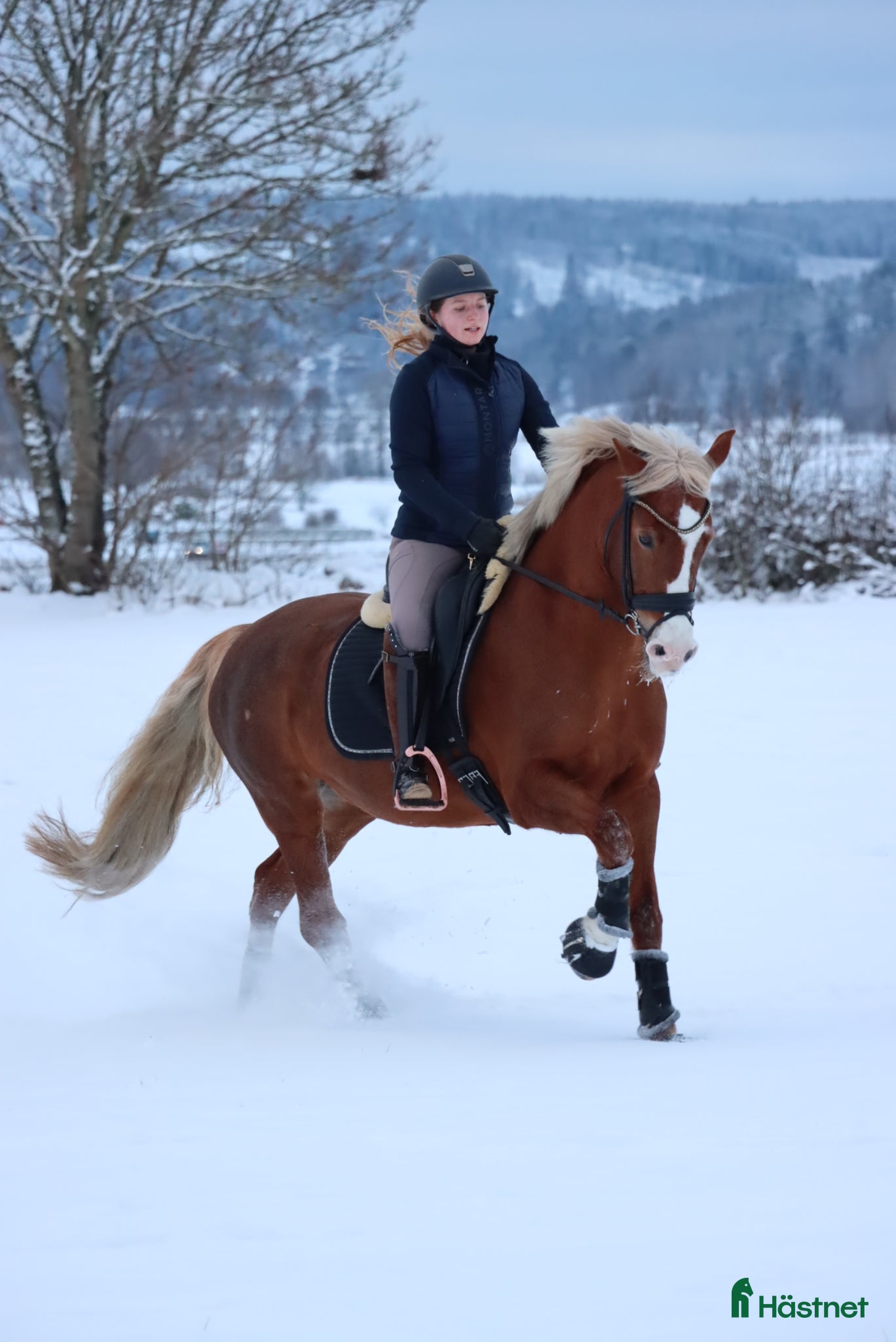  hästar Dressyrponny - Annons 2