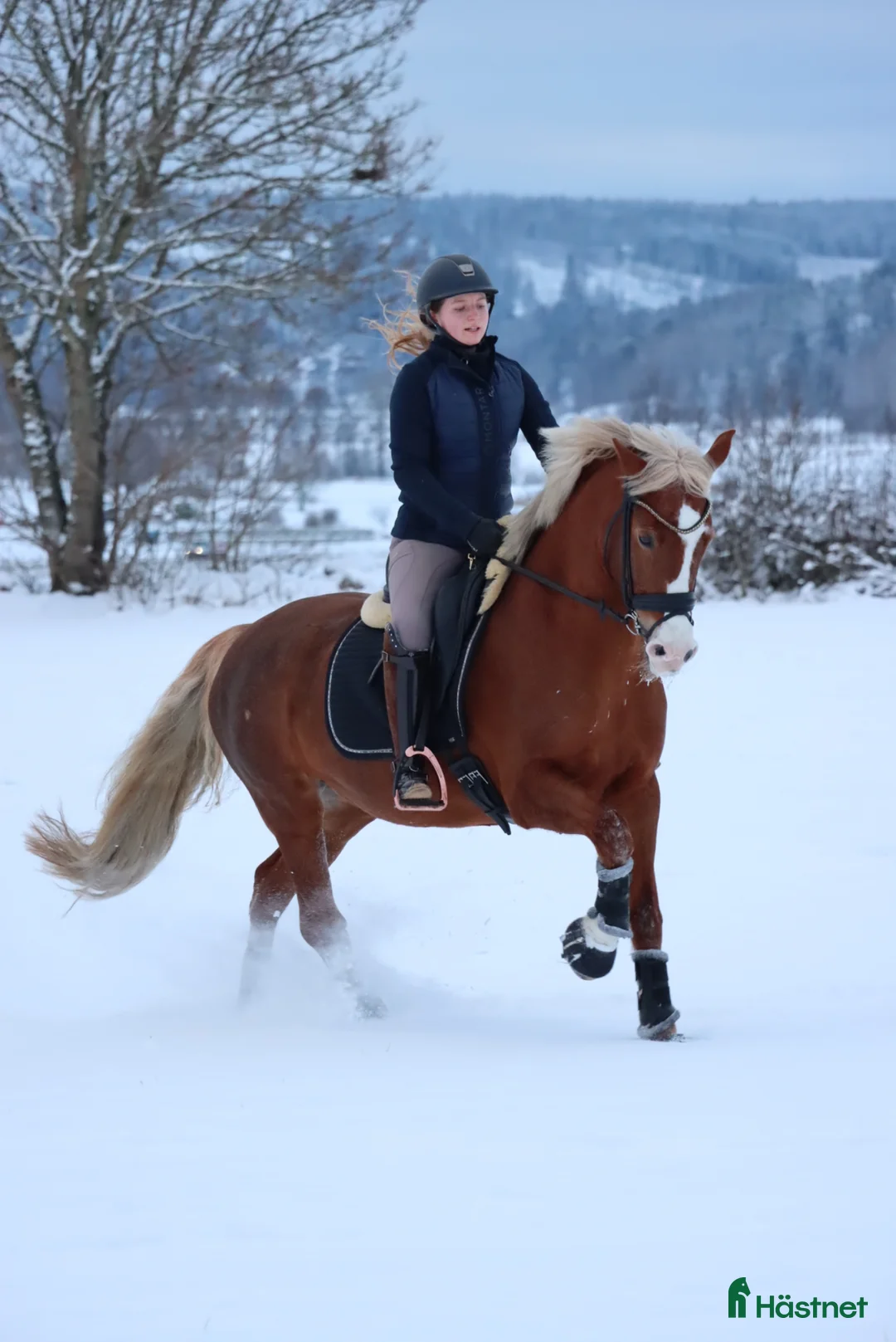 Dressyr hästar till salu: Dressyrponny - Annons 2