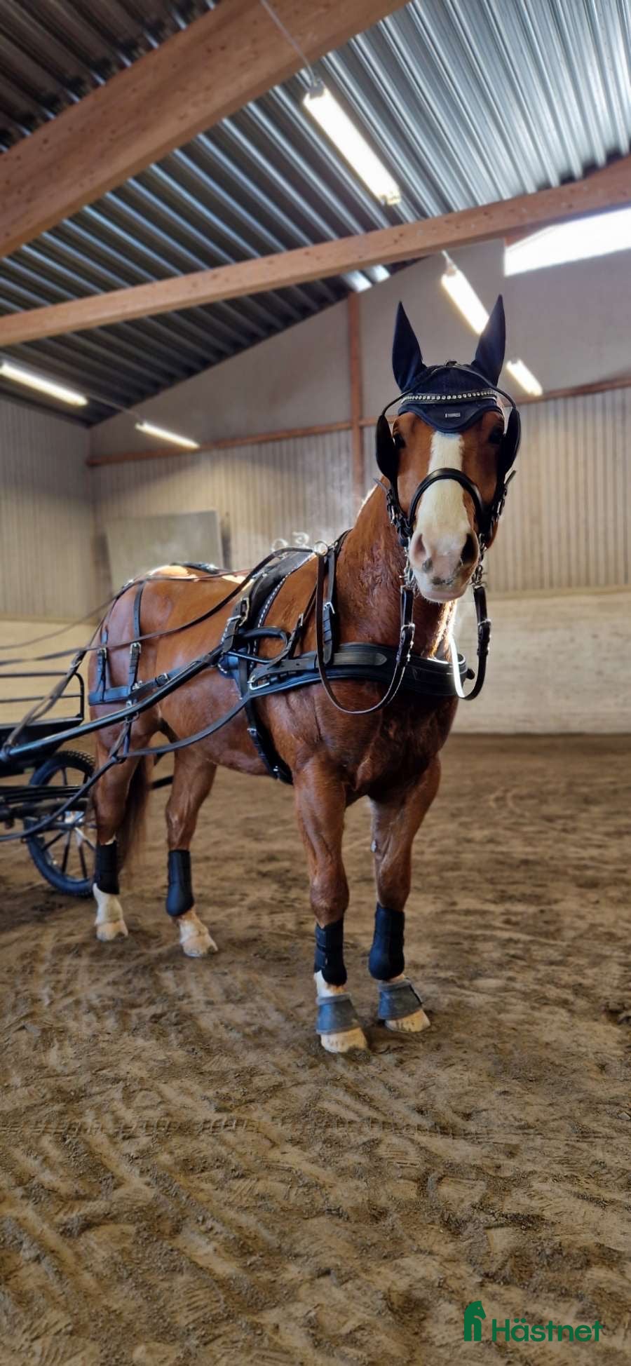  hästar SÖKES INKÖRD HÄST🐎 i Robertsfors - Annons 1