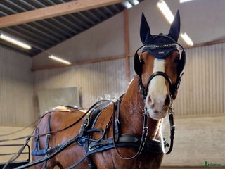 hästar SÖKES INKÖRD HÄST🐎 i Robertsfors - Annons 1