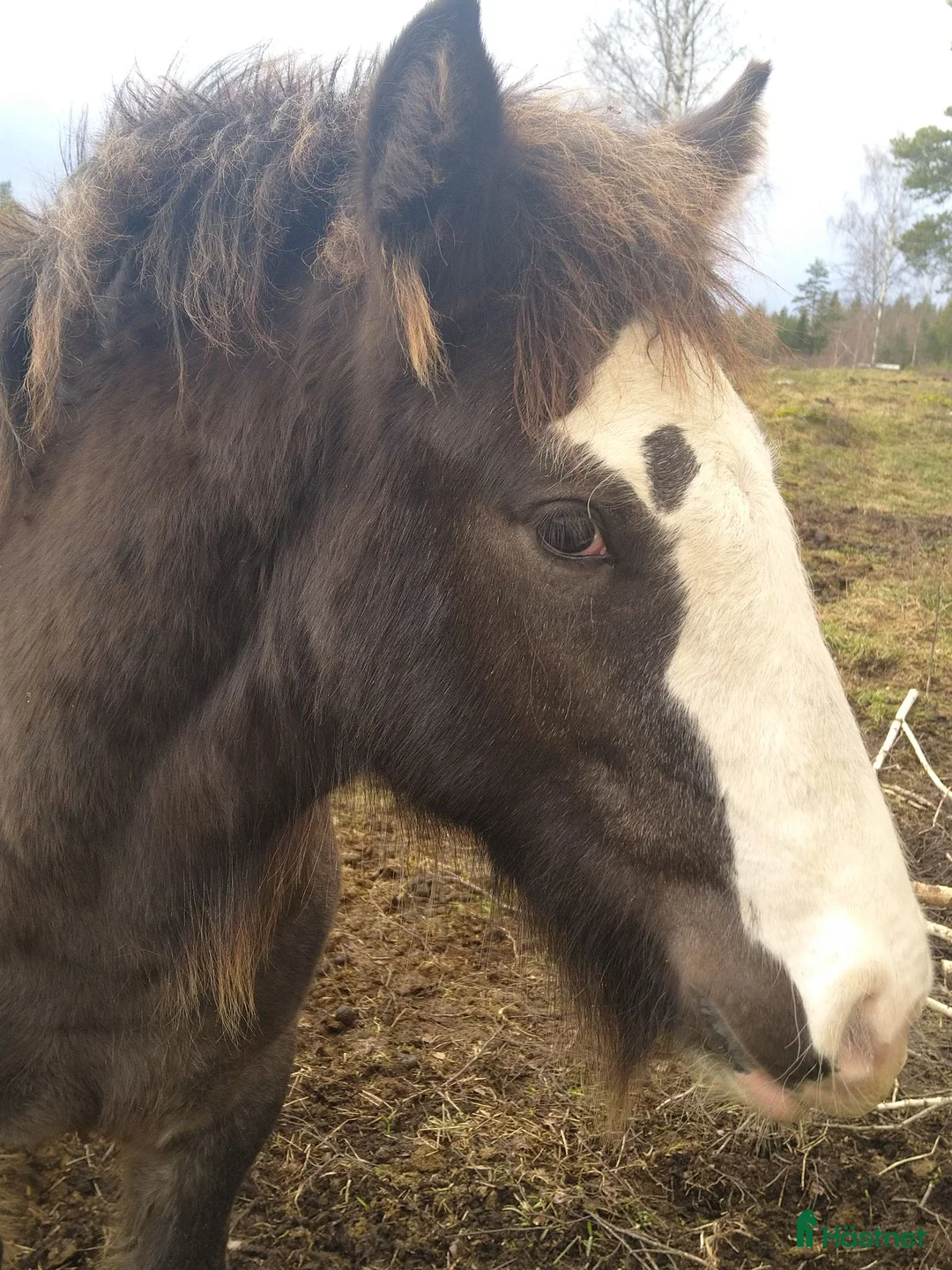 Allround hästar till salu: Irish Cob valack - Annons 2