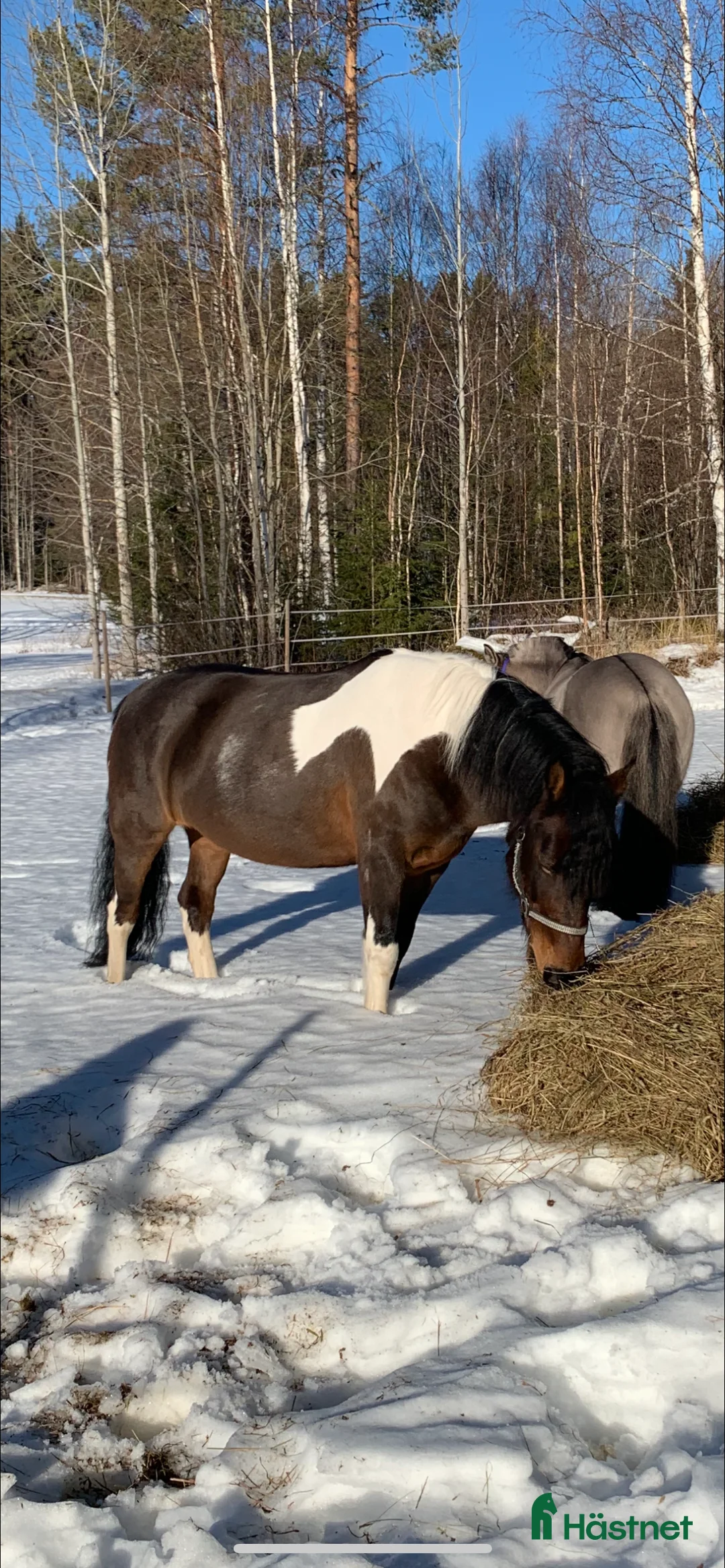 Sällskap hästar till salu: En bästa vän ❤️ i Ånge - Annons 2