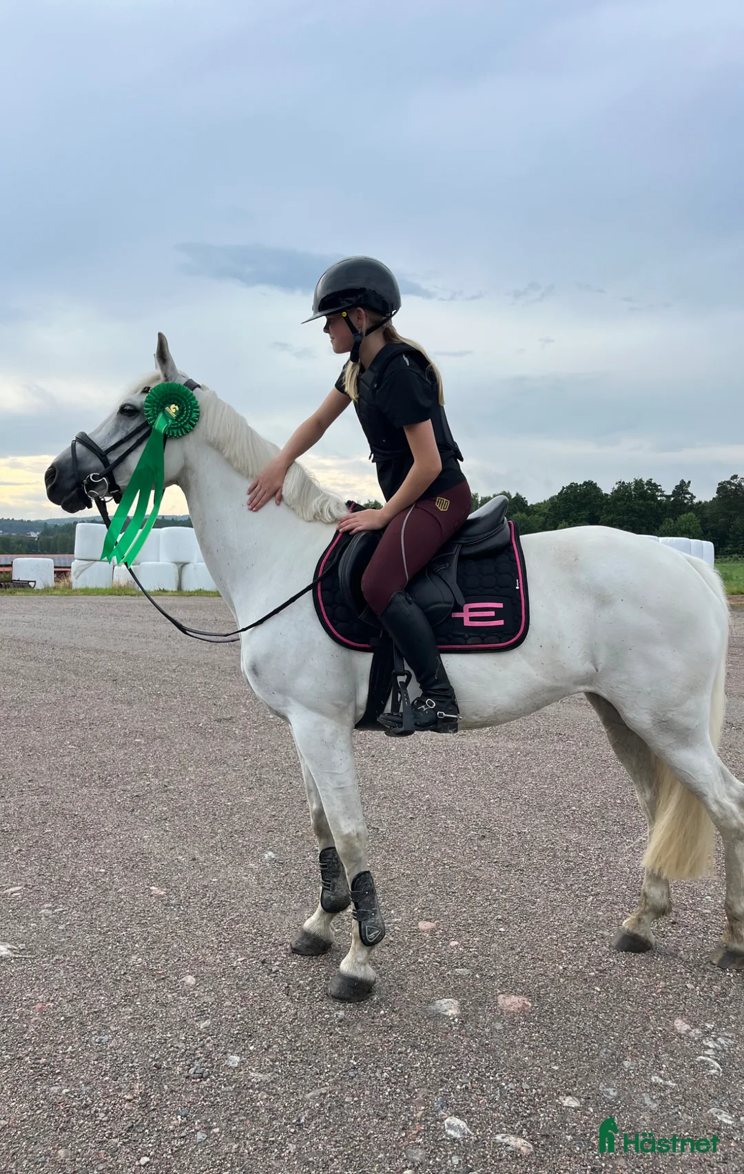 Allround hästar till salu: Bästa vän säljes - Annons 2