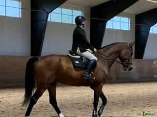 Hoppning hästar till salu: Hopphäst i Örby - Annons 2