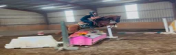 Allround hästar till salu: Hopp ponny 🐴 - Annons 6