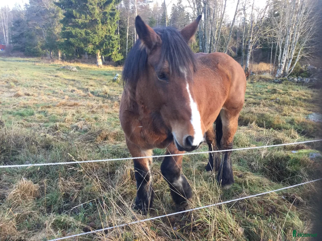 Sällskap hästar till salu: Stina till sällskap i Korsberga - Annons 3