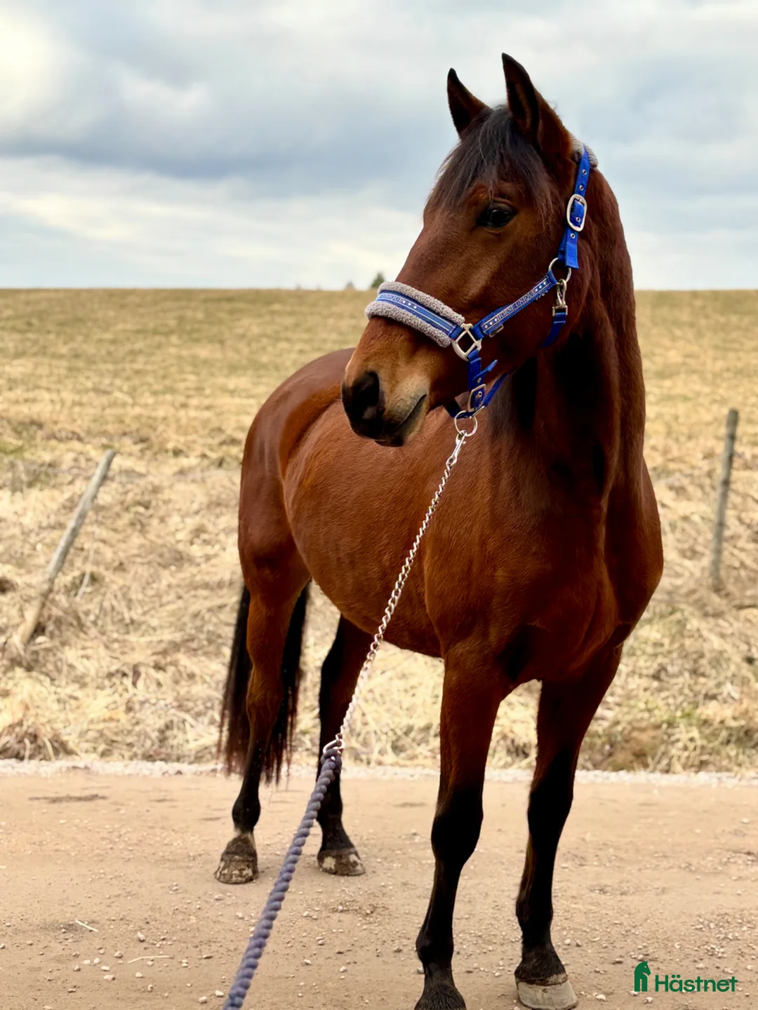 Allround hästar till salu: 🌸✨FRAMTIDS STJÄRNA✨🌸 - Annons 2