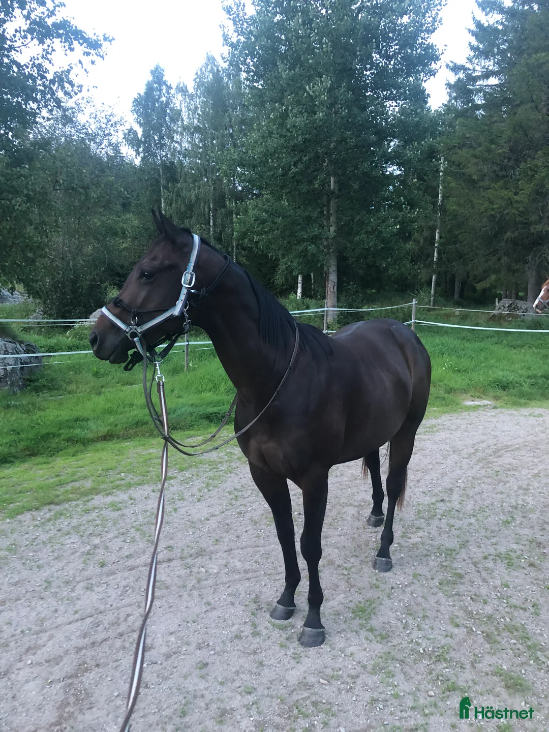 Allround hästar till salu: Quarterkorsning som blir vad du gör han till i Matfors - Annons 2