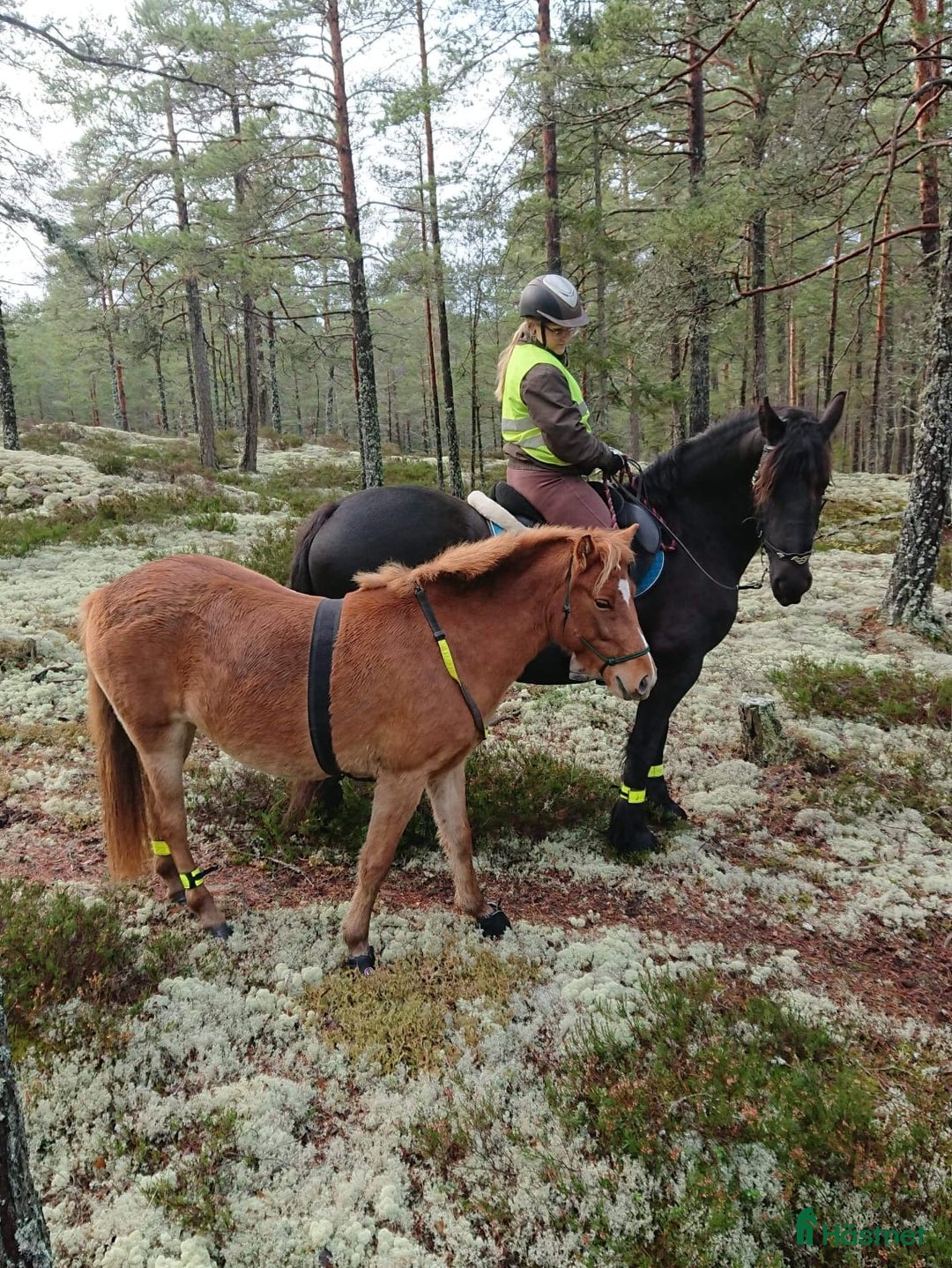 Övrigt hästar till salu: 9-årigt russ utlånas/säljes i Eskilstuna - Annons 7