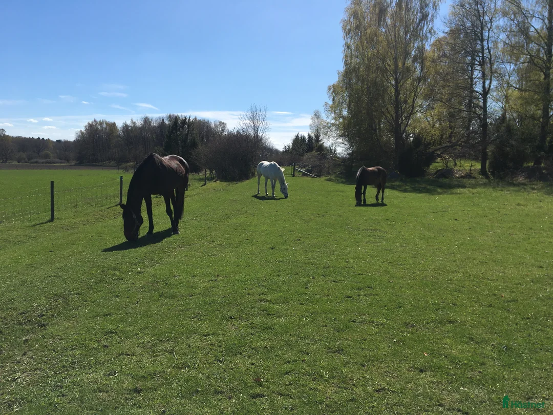  stallplats finnes: 1 box plats ledig  - Annons 7