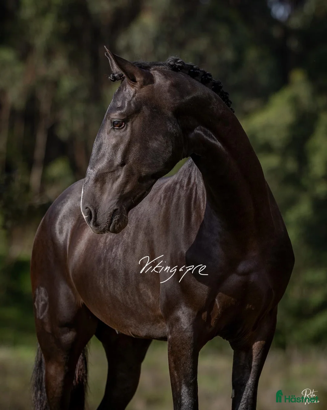 Dressyr hästar till salu: SÅLD - Svart PSLusitano av högsta klass i Halmstad - Annons 1