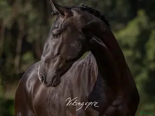 hästar SÅLD - Svart PSLusitano av högsta klass - Annons 8