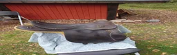 Sadlar hästutrustning till salu: Manskapssadel 1A  normal bomvidd - passar hästar av halvblodstyp i Sollentuna - Annons 1