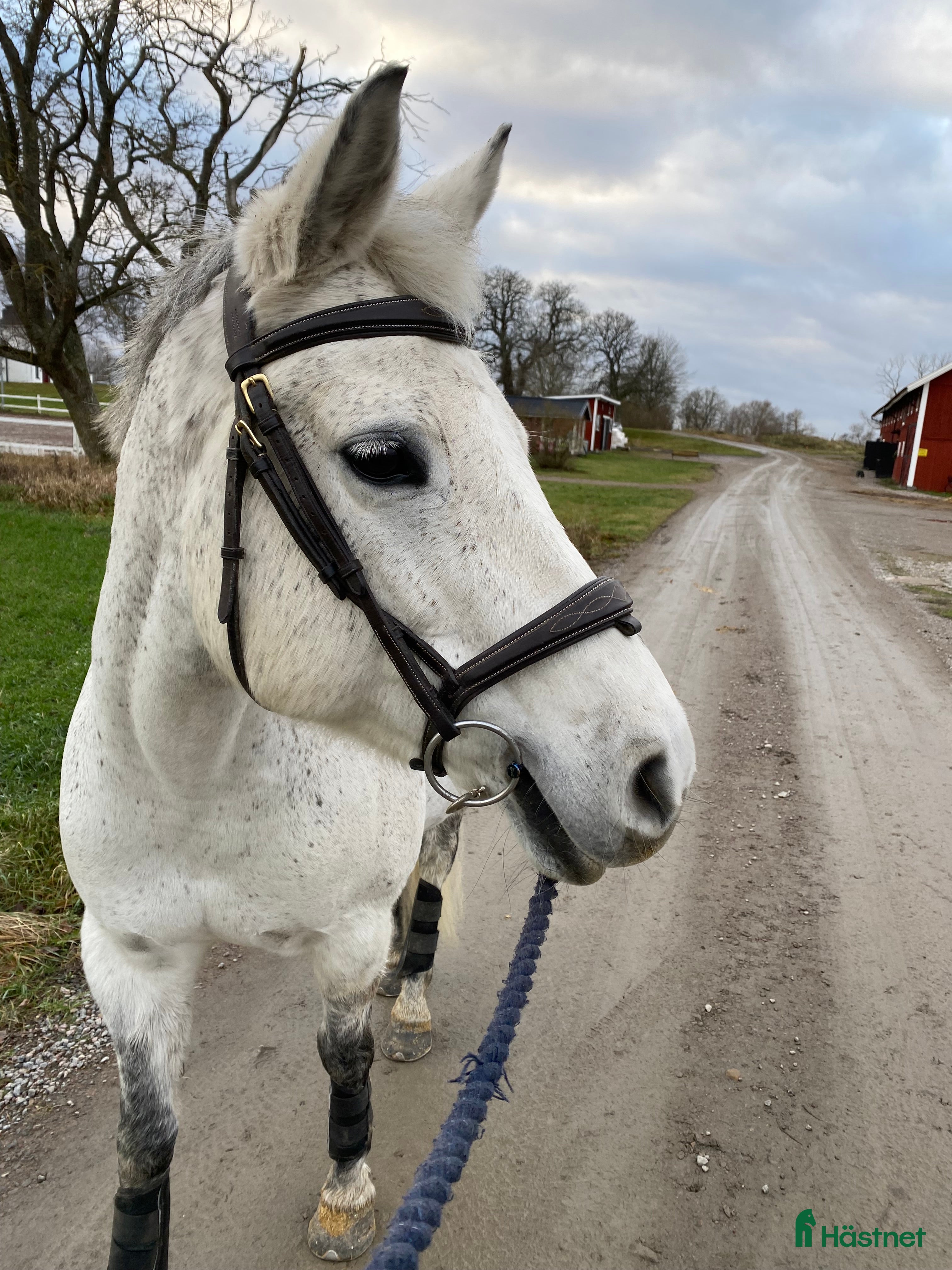  medryttarhäst finnes: Medryttare söker - Annons 2