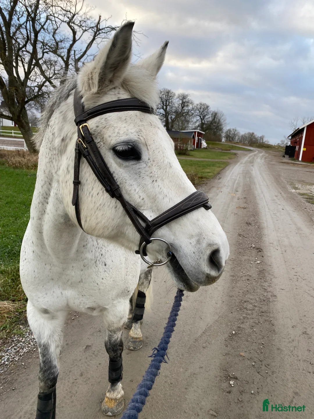  medryttarhäst finnes: Medryttare söker i Linköping - Annons 1
