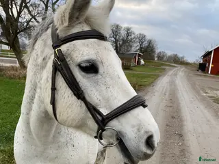 medryttarhäst finnes: Medryttare söker - Annons 2