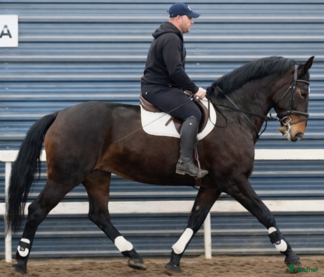  hästar Gorgeous and lovely TOP Silesian  i Örsundsbro - Annons 1