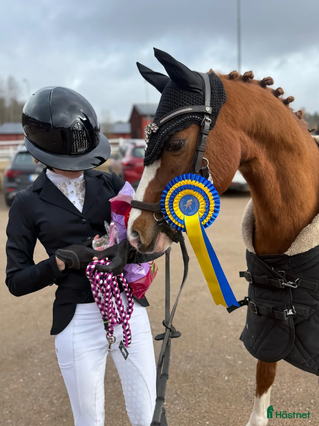 Dressyr hästar till salu: Perfekt läromästare! Dressyrponny C-ponny  - Annons 2