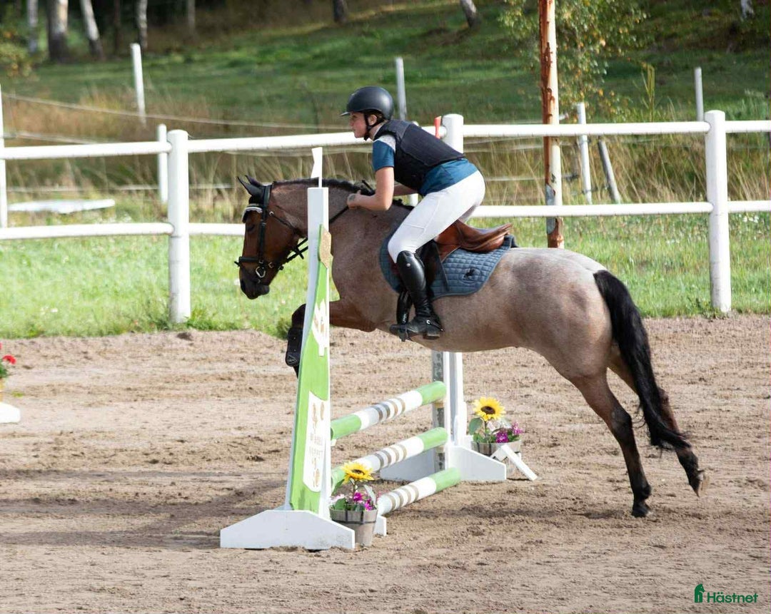Allround hästar till salu: Fantastisk ponny  i Lidköping - Annons 2