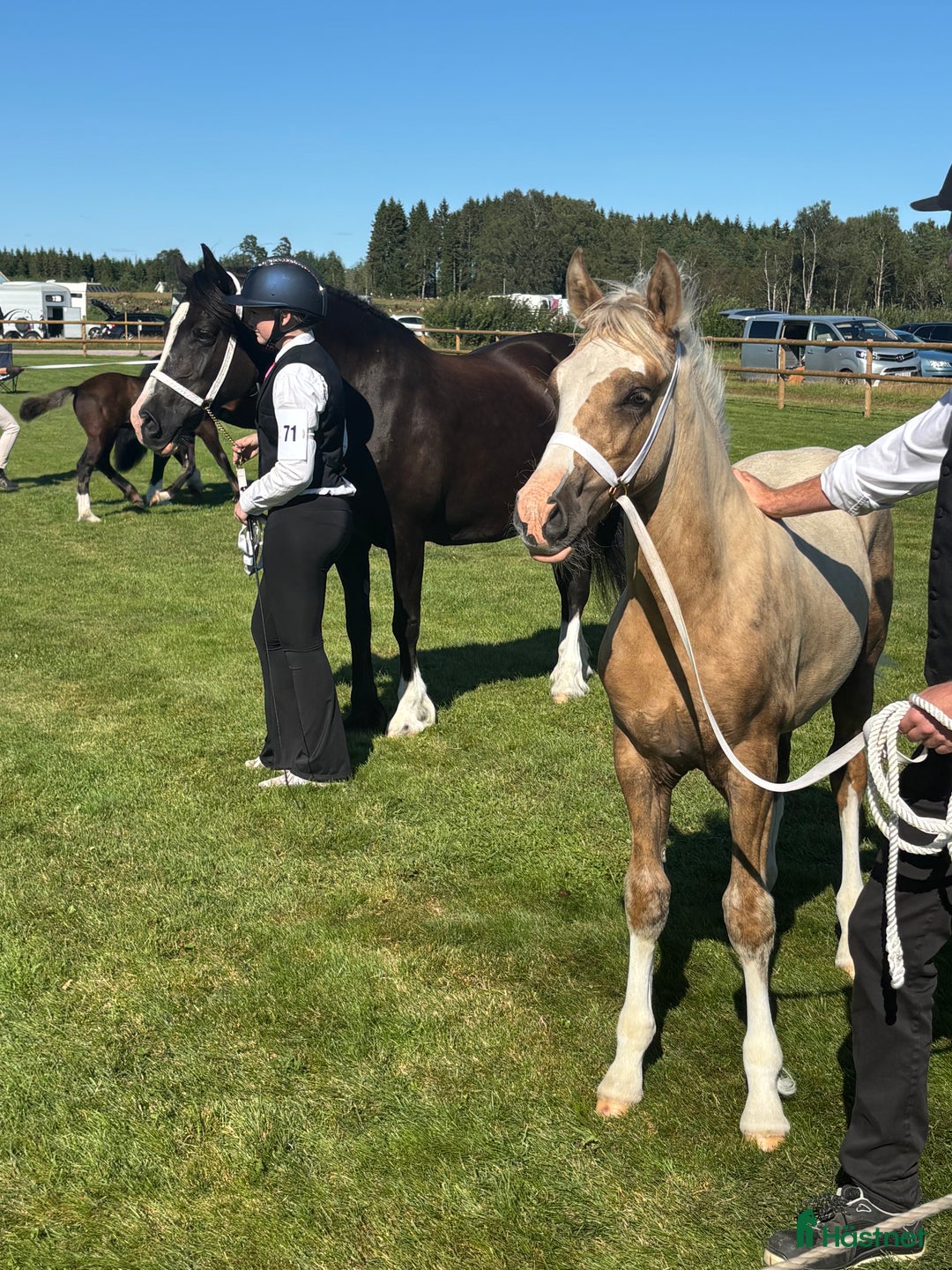 Allround hästar till salu: 🌟Blivande stjärna🌟 i Kalv - Annons 4