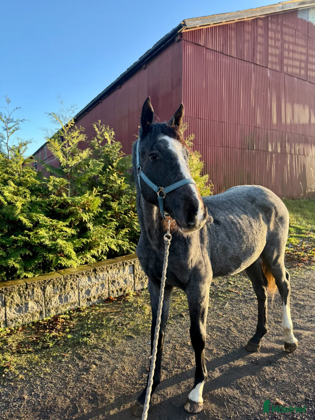 Hoppning hästar till salu: 2åring e: Newton VDL - Annons 2