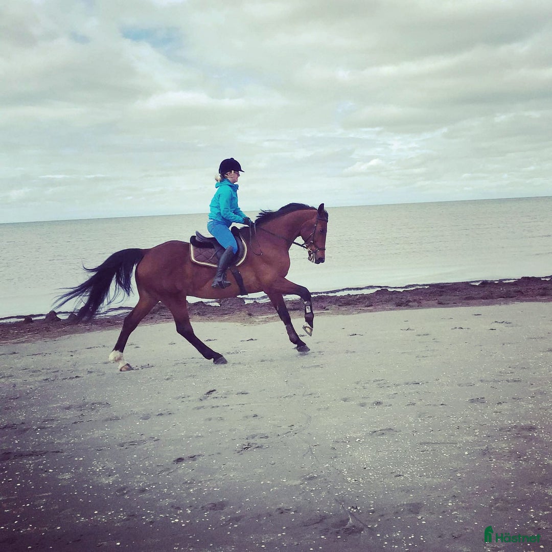  foderhäst finnes: Fodervärd sökes till fantastisk SWB-valack i Långås - Annons 3