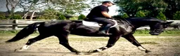 Allround hästar till salu: Black Pearl Waria – Exceptional 5-Year-Old Mare - Annons 6