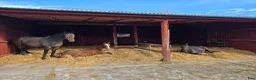  stallplats finnes: Lösdrift för ston/unghästar - Annons 2