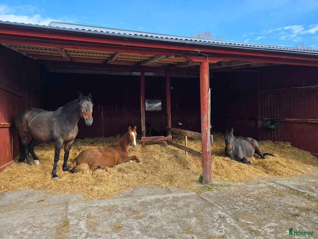  stallplats finnes: Lösdrift för ston/unghästar - Annons 2