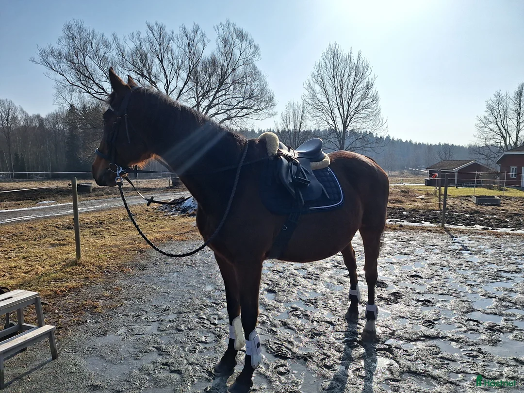 Avelshästar hästar till salu: Avel eller sällskap - Annons 1