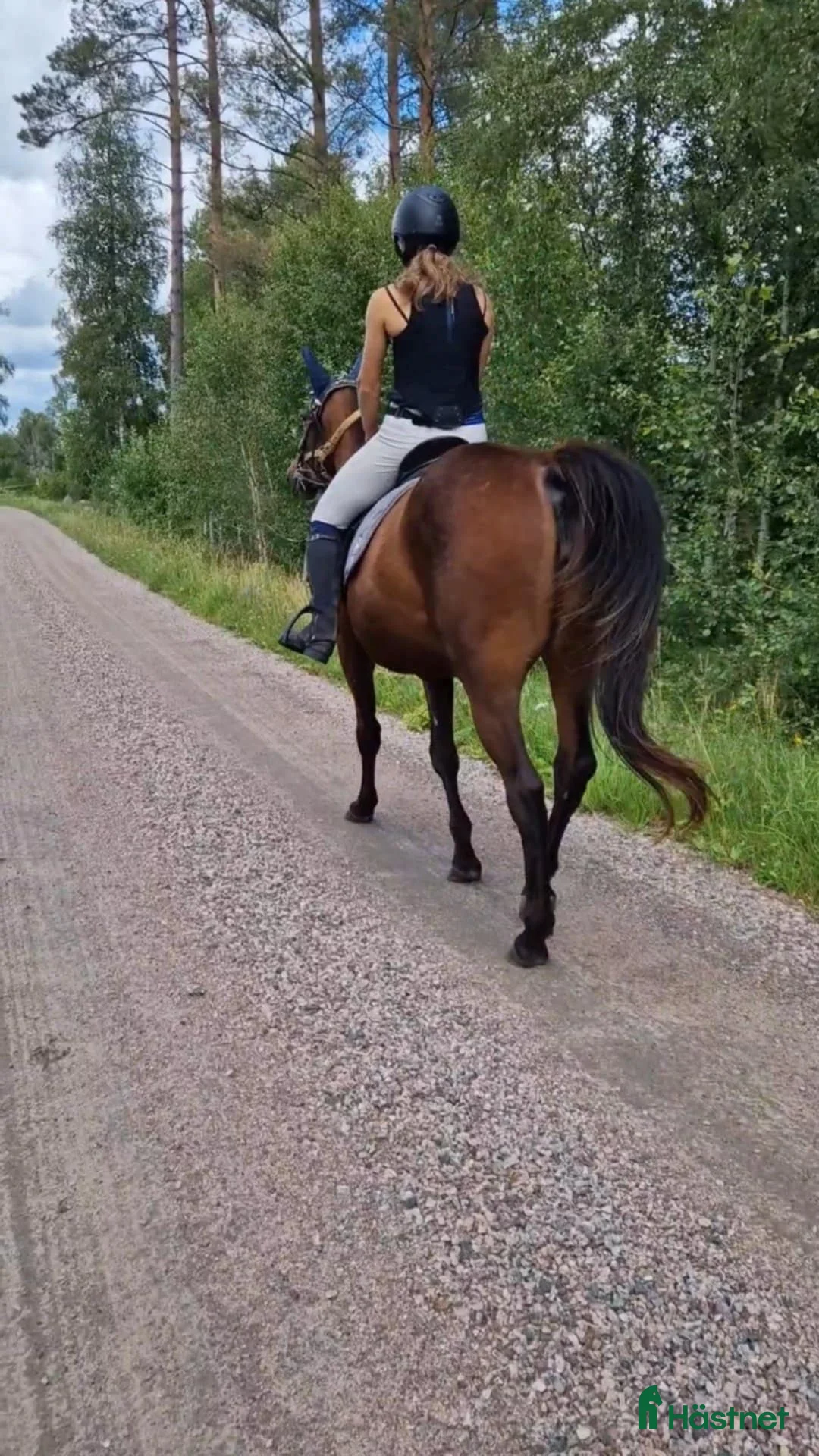 Allround hästar till salu: Söker en bästa vän! - Annons 2