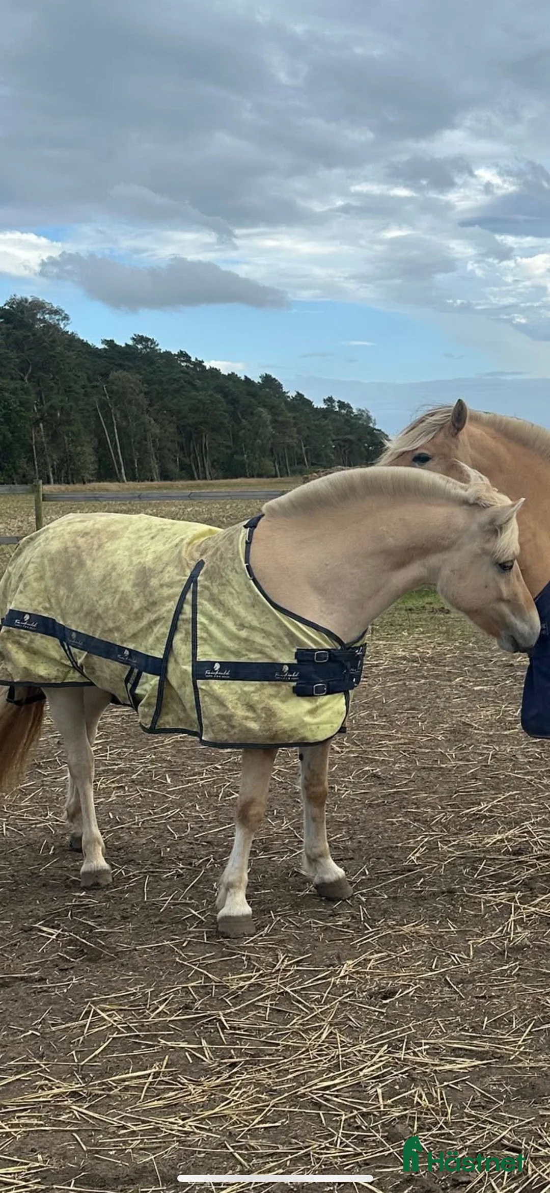 Allround hästar till salu: Trevligt fjordsto 🌸 i Löddeköpinge - Annons 4