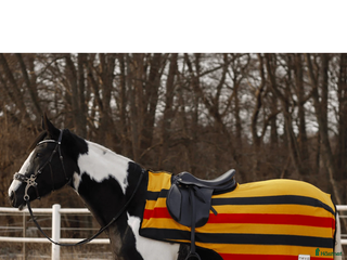 Täcken hästutrustning till salu: Skritt täcke Golden Stripe från NOVA i Tävelsås - Annons 2