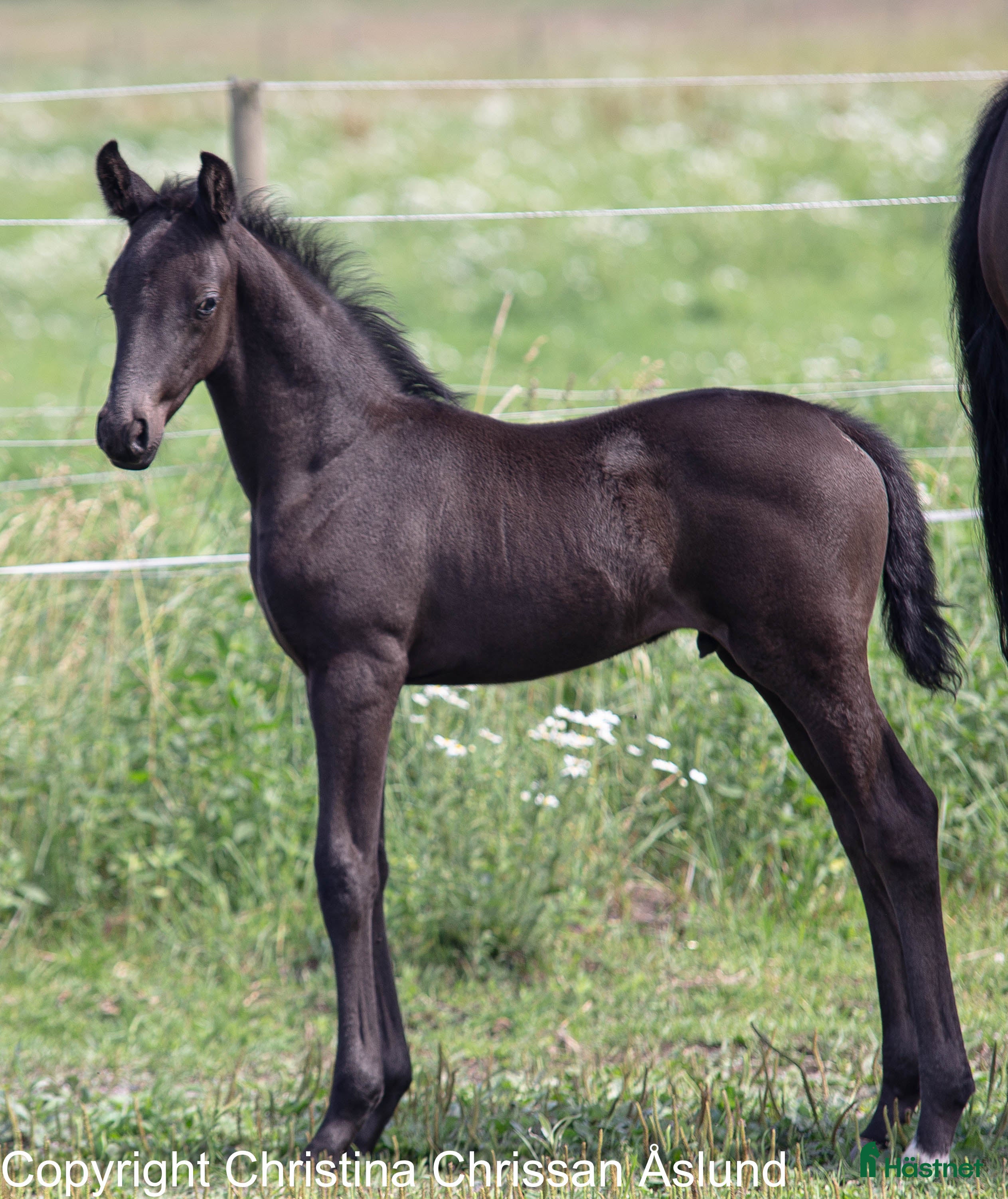  hästar 2 hingstföl och ett stoföl dressyr i Norrtälje - Annons 7