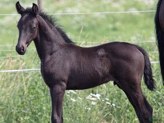 hästar 2 hingstföl och ett stoföl dressyr i Norrtälje - Annons 17