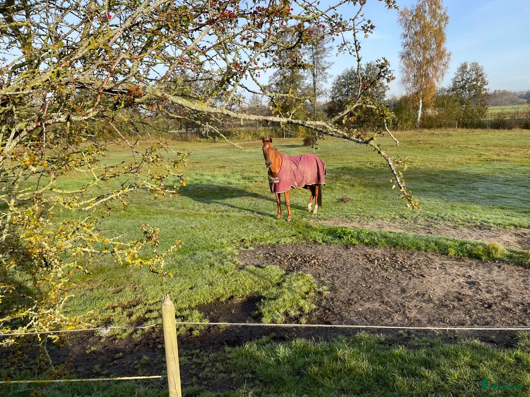  stallplats finnes: Stolösdrift på Skatteberga Gård  - Annons 2