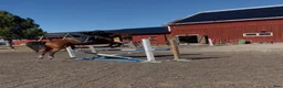 Hoppning hästar till salu: Fint sto för framtiden!  - Annons 3