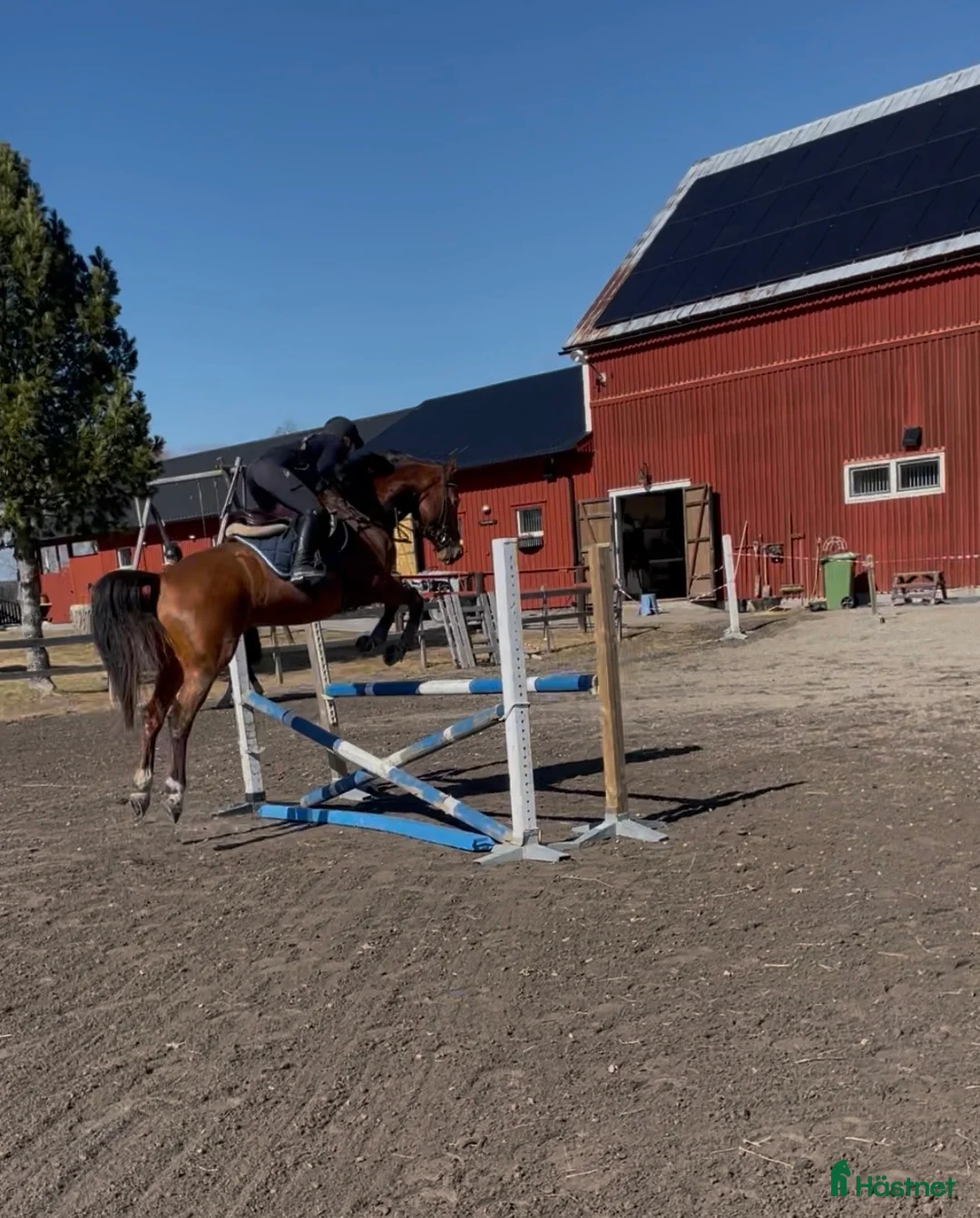 Hoppning hästar till salu: Fint sto för framtiden!  - Annons 3