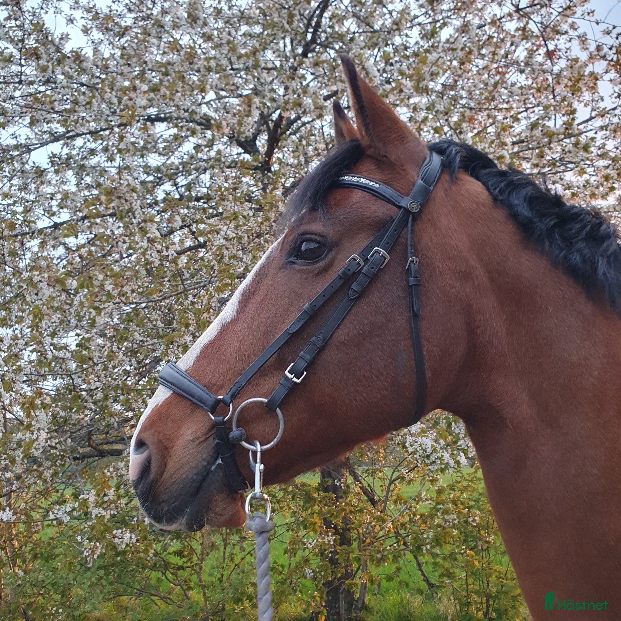 Träns hästutrustning Svart remontträns inkl tygel Cob/Full - Annons 2