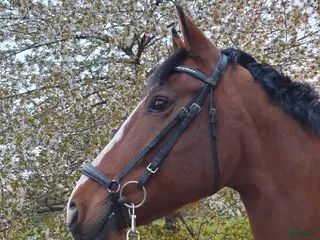 Träns hästutrustning Svart remontträns inkl tygel Cob/Full - Annons 2