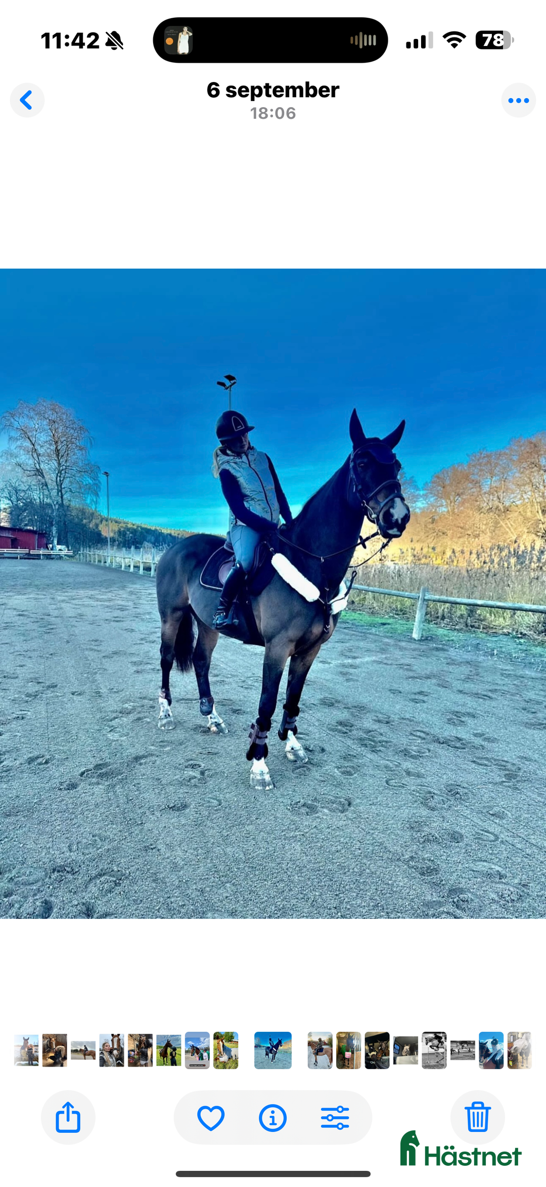  medryttarhäst finnes: Söker två rutinerade medryttare - valack Född-10  i Grödinge - Annons 2