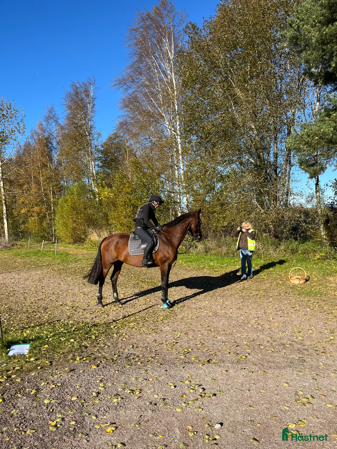 Hoppning hästar till salu: Trevligt sto i Karlstad - Annons 4
