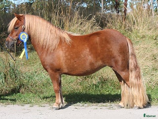 hästar Ursnällt Shetlandssto i Herrljunga - Annons 1