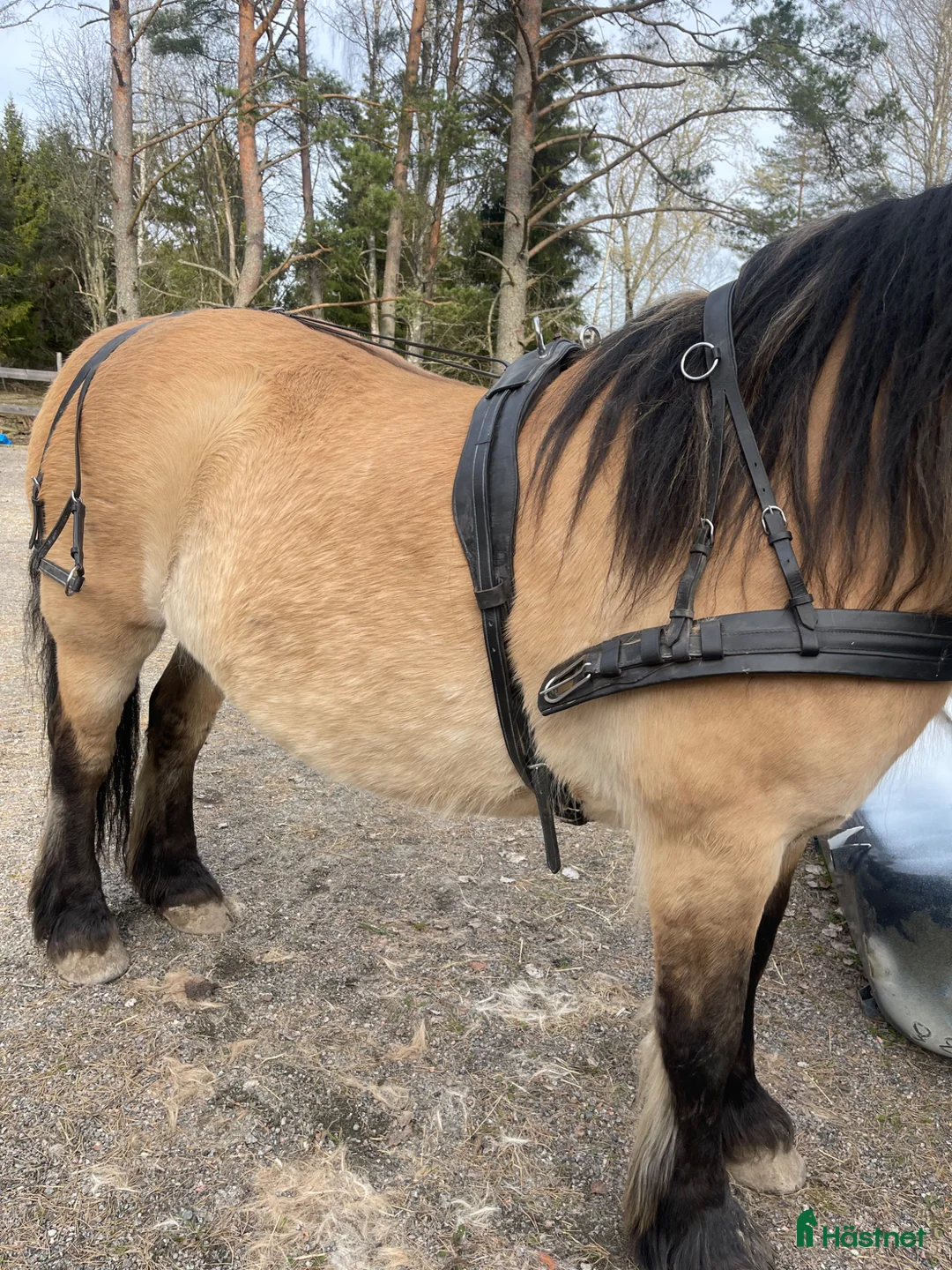 Körselar körning till salu: Körsele - Annons 1