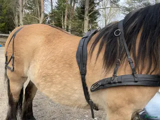 Körselar körning till salu: Körsele - Annons 2